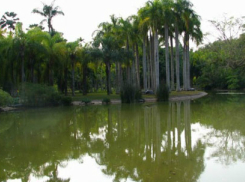 西双版纳热带植物园 | 勐仑植物园 | 葫芦岛热带植物园 | 云南省热带植物园